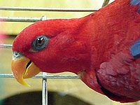 Lories, like this Red Lory, Scarlet, are very active and enjoy climbing and hanging upside-down.