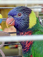 Rainbow Lorikeets, like Boris, are the most common lory species kept in captivity.