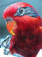 Salsa, a Blue-streaked Lory, shows his nails, which grow quickly and curve in toward the toes.