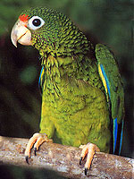 Up from a low of thirteen birds in 1975, only 30–35 Puerto Rican Amazon Parrots survive in the wild today.