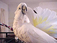 Parrots, like Umbrella Cockatoo, Bubba, spend a lot of time each day preening their feathers, "re-zipping" the complex system of barbs on each one.