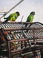 Blue-crowned Conure, Lurch, and Nanday Conure, Patrick, soak up the sun outdoors at Home for Life.