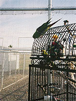 Slender-billed Conure, Mango, tries to coax Mandy to come out to play and fly in the outdoor flight area at Home for Life.