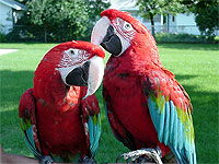 Green-winged Macaws, Tabby and Lindsey, enjoy a beautiful day, supervised outdoors in the sunshine.