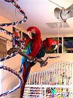 Lindsey and Tabby relax and play in the Ruebers' well-equipped bird room.