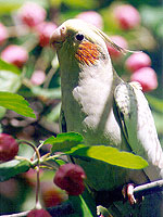 Cockatiel, Victoria, enjoys spring outdoors with a supervised investigation of a flowering crabapple tree.