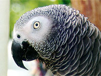 Simon, a Congo African Grey, has a black beak and bright scarlet tail. Timneh African Greys are smaller with reddish beaks and darker maroon tails.