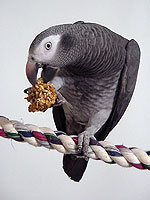 Like all African Greys, wild-caught Timneh, Spike, is highly intelligent and prefers to live life on his own terms.