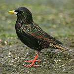 European Starlings were released in Central Park in New York in 1890 and 1891 and quickly spread through much of the United States.