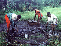 Trappers removing wild caught African Grey Parrots from a trap in central Africa. Between 1995 and 1999 a total of 175,000 wild African Grey Parrots were legally traded. (Photo ©1997 Diana May, World Parrot Trust)