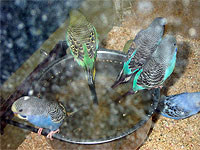 Young budgies perch on the edge of a bowl of slimy green water at a PETsMART store. (Photo by Marc Johnson, Foster Parrots)