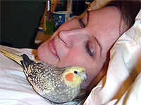 Cockatiel, Bunny, a former MAARS bird, snuggles with Sheila Justus.