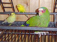 Budgies, Coral and Tansy Birdfoot, and White-fronted Amazon, Casey, are all former MAARS birds who are now enjoying life with the Justus family in Brooklyn Park.