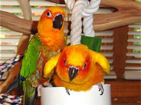 Jenday Conure, Jordan, and Sun Conure, Payton, are other members of the Justus flock.