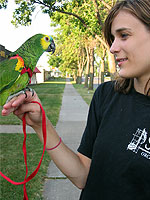 When taking your bird outdoors to enjoy the summer and fall days, MAARS strongly urges you to use a carrier or harness!