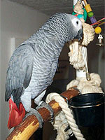 Foster Parrots captured African Grey, Kuzya, on Thanksgiving, 2004. An animal control officer noticed a "lost bird" notice on a telephone pole in a town 7 miles away, and the people contacted Foster Parrots and identified Kuzya by several phrases he spoke — in Russian! Interestingly enough, the band number that the people had on their sales slip was close but wrong. 