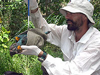 Biologist Toa Kyle weighs a 'bluebeard' chick for the last time prior to fledging. Repeated measures of body weight are essential for monitoring healthy development.