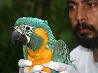 The future of wild Blue-throated Macaws may lie in the hands of dedicated young Bolivian conservationists, such as Jairo Moreno, show here holding a 10-week-old chick. This chick successfully fledged two weeks later under his watchful eye.