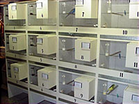 Budgies set up for breeding with one perch and a nest box, without natural light.