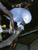 African Grey, Tiki, is now happy in his new home with good buddy and fellow Grey, Joe.