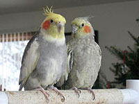 Curious Cockatiels, Jake and Mel, adapted immediately to their new adoptive family.