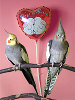 Adopted Cockatiels, Kurt and Upside-Down Girl, celebrate Valentine's Day. (Photo by Jenifer Kramer)