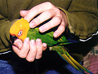 The MAARS Basic Bird Care Class provides a comprehensive introduction to caring for your parrot.