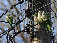 Naturalized Quaker Parrots rest in the sun near a power transformer in Connecticut. (Photo by Marc Johnson, Foster Parrots)