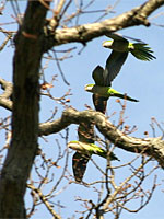 Fossil records indicate that many species continued to thrive only because they possessed the ability to migrate to distant lands. (Photo by Marc Johnson, Foster Parrots)