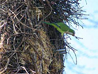 Quakers are the only parrot species to build communal nests out of sticks rather than nesting in hollows in trees or cliffs. (Photo by Marc Johnson, Foster Parrots)