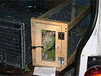 Quaker Parrots captured in the night by UI in Connecticut await transfer to the USDA for destruction with carbon monoxide. (Photo by Marc Johnson, Foster Parrots)