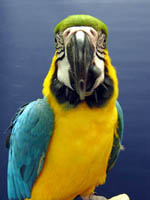 'Juvenile delinquent' Blue and Gold Macaw Apollo, who went home with Mark and Julie in November, sticks his tongue out for the camera. (Photo by Tina McCormick)