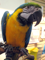 Samantha, another strong-willed Blue and Gold Macaw, has selected Sheila and Scott, and she will soon be joining their flock. (Photo by Tina McCormick)