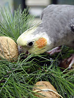 Cockatiel Andy knows there must be some way to open these walnut presents! (Photo by Tina McCormick)