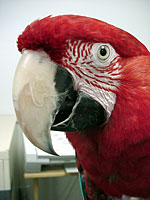 Celebrated on January 5, National Bird Day is dedicated to raising awareness of the issues facing captive birds like Green-winged Macaw Koki. (Photo by Tina McCormick)